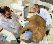 猛犸象將再生？俄羅斯建立滅絕動(dòng)物克隆實(shí)驗(yàn)室