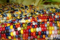 農(nóng)業(yè)部：經(jīng)過嚴格評估，中國轉(zhuǎn)基因食品安全